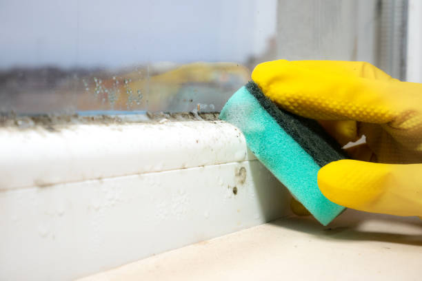 Best Commercial Mold Inspection  in Fox Lake Hls, IL